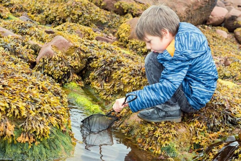 rock pooling