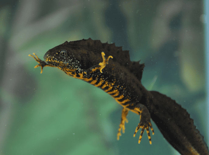 A newt