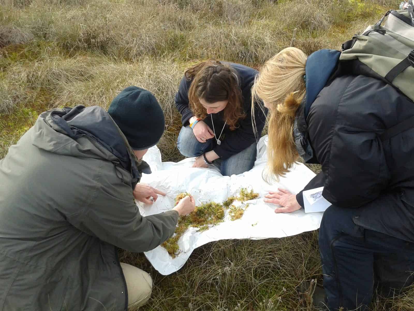 People sampling Sphagnum