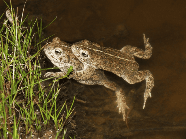 Two natterjack toads