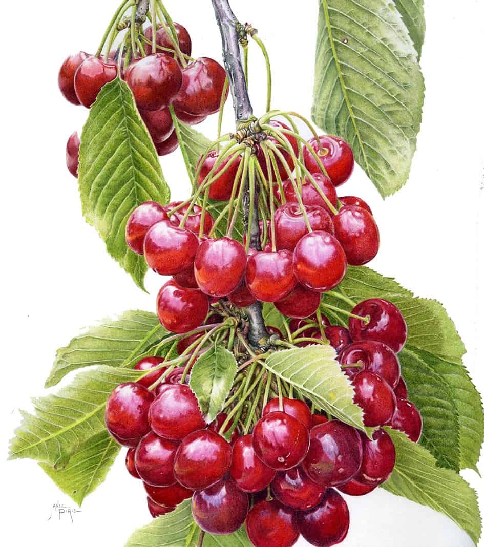 A drawing of red fruit - Botanical illustration using coloured pencils