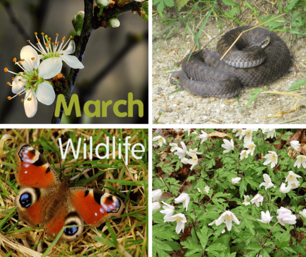 What to spot in March? – Field Studies Council
