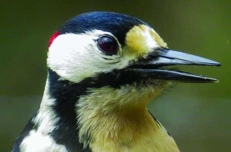 Male great spotted woodpecker