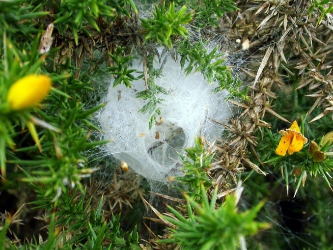 Agelena labyrinthica egg-sac chamber