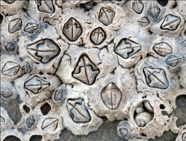 Barnacles and periwinkles