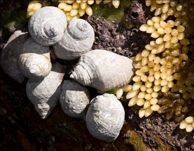 Dogwhelks with eggs