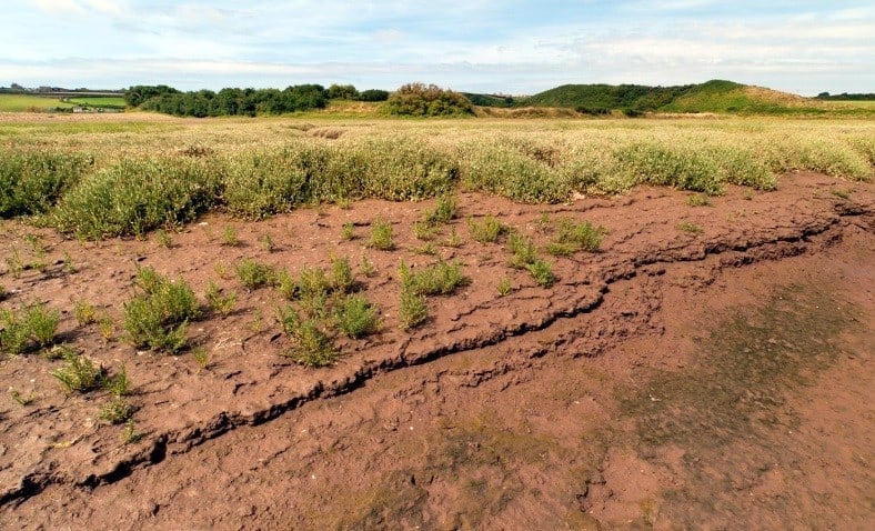 Early successional stages on the Gann salt marsh