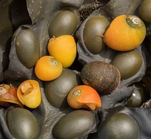 Flat periwinkles mimicking gas bladders on Bladder Wrack