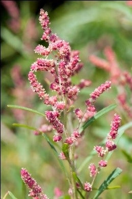 Grass-leaved Orache (Atriplex littoralis)