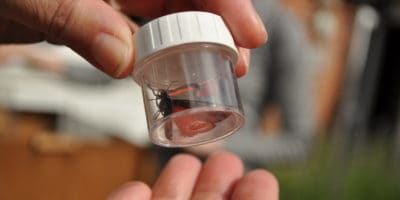 A moth being safely identificed in an identification pot