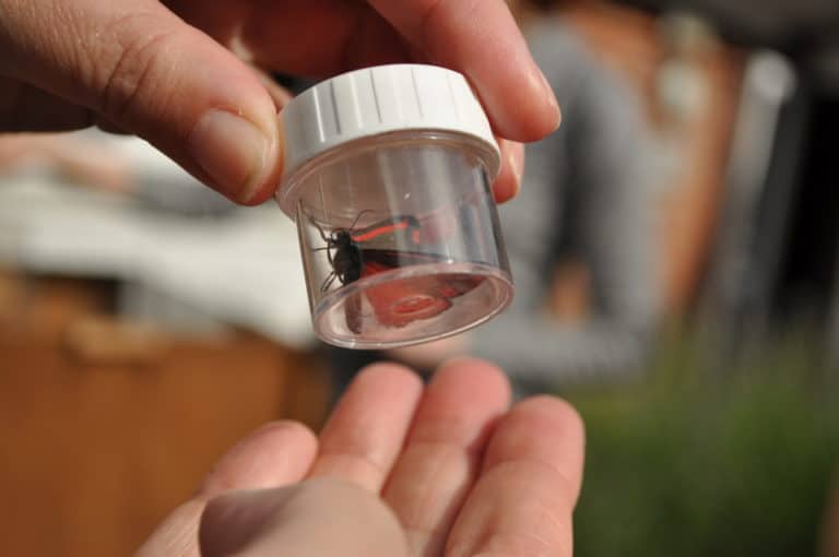 A moth being safely identificed in an identification pot