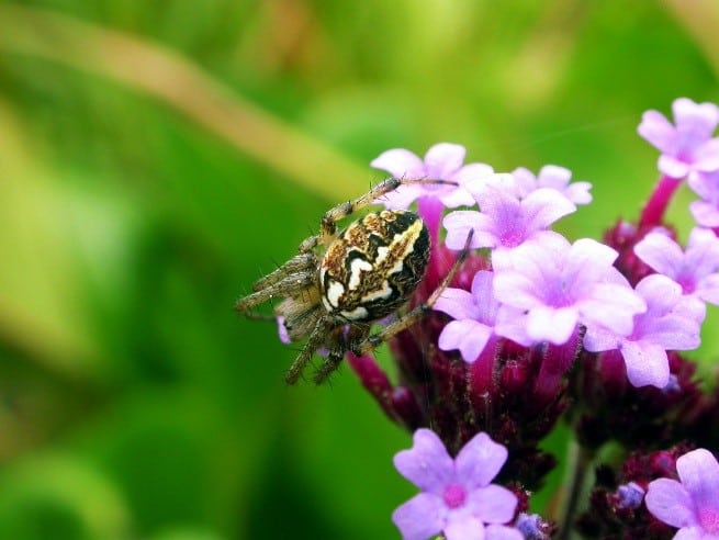 Neoscona adianta