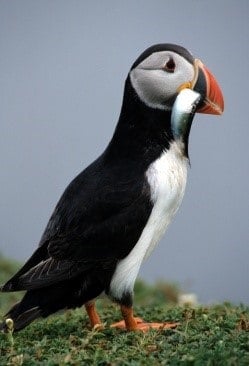 Puffin