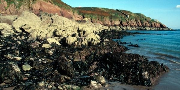Rocky shore at low tide