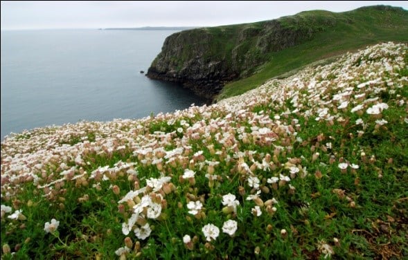 Sea Campion on cliffs