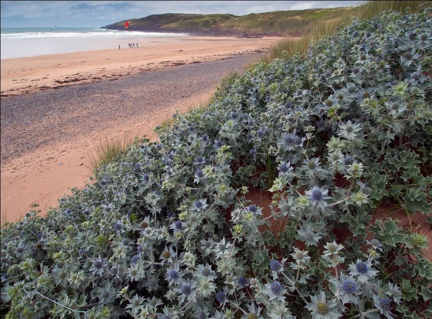 Sea Holly (Eryngium maritimum) at Freshwater West