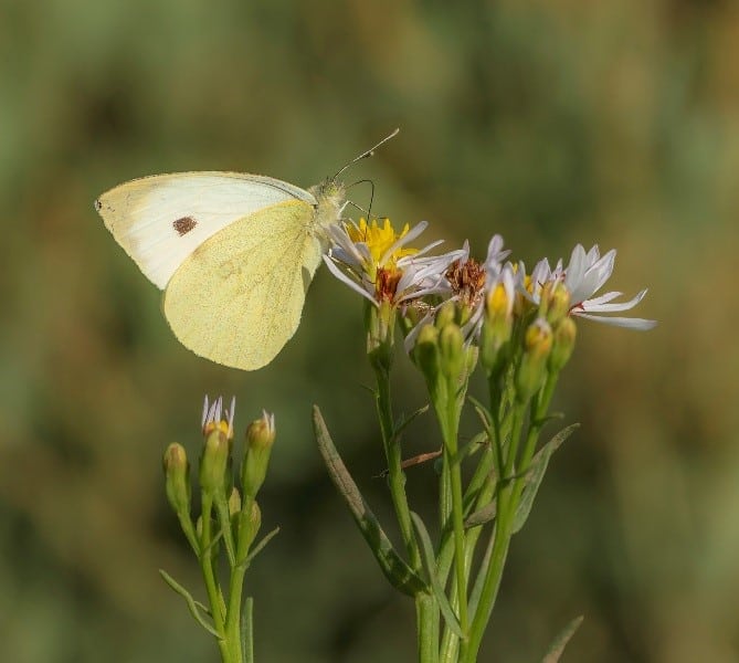 Small White butterfly on Sea Aster (Tripolium pannonicum)
