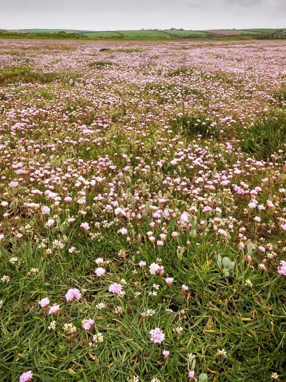 Thrift flowers and other middle marsh plants on the Gann saltmarsh