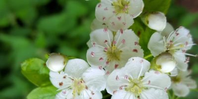 A Midland Hawthorn Hybrid taken by Karen van Oostrum