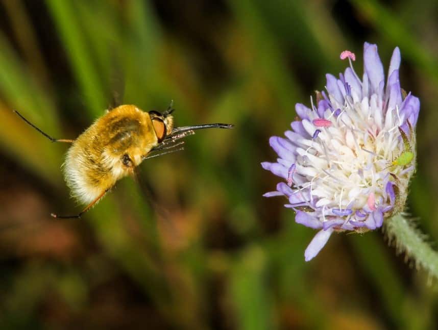 Insect leaping to flower