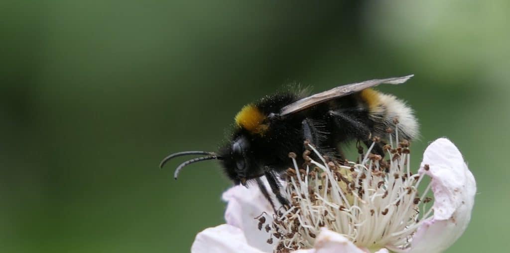 Pollinating  bee on a flower