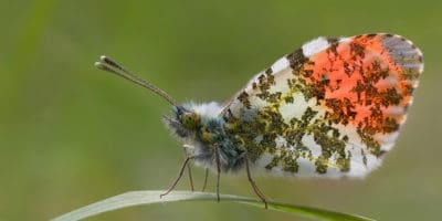 Orange tipped butterfly on a leaf
