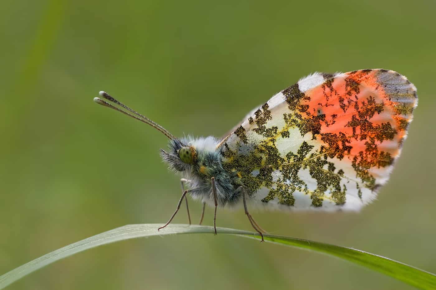 Orange tipped butterfly on a leaf