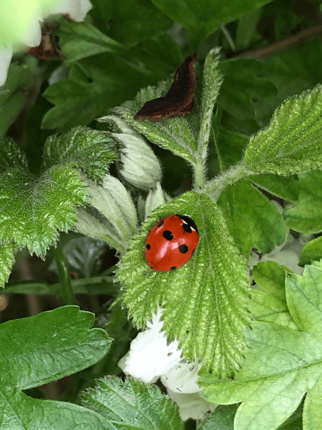 Ladybird on leaf