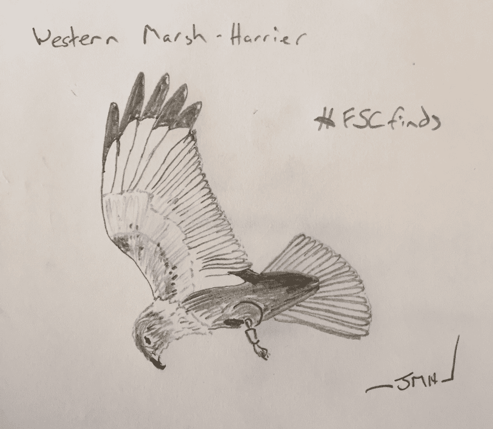 Illustration of a Western Marsh-Harrier