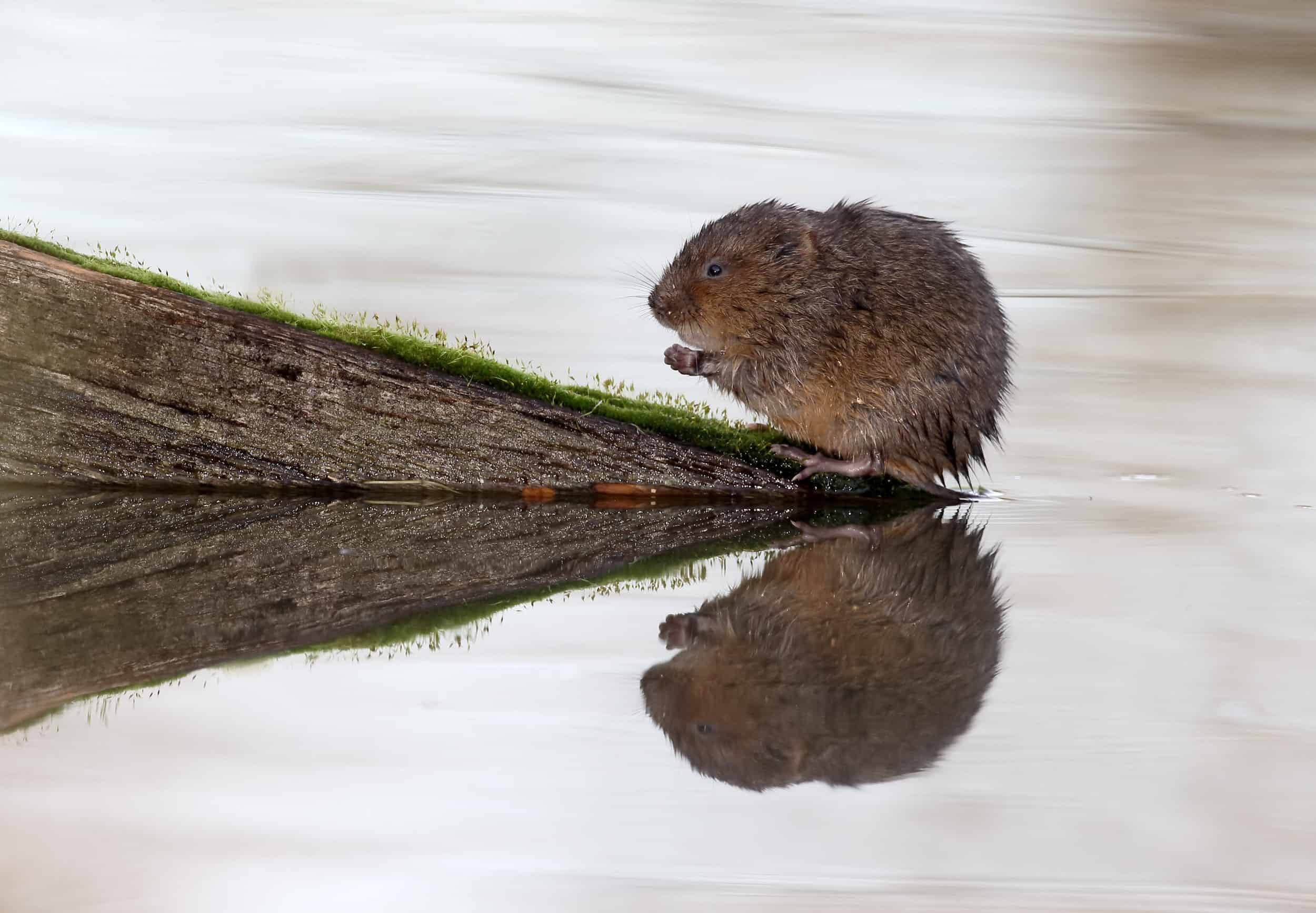 Water vole, Arvicola amphibius, single mammal by water,