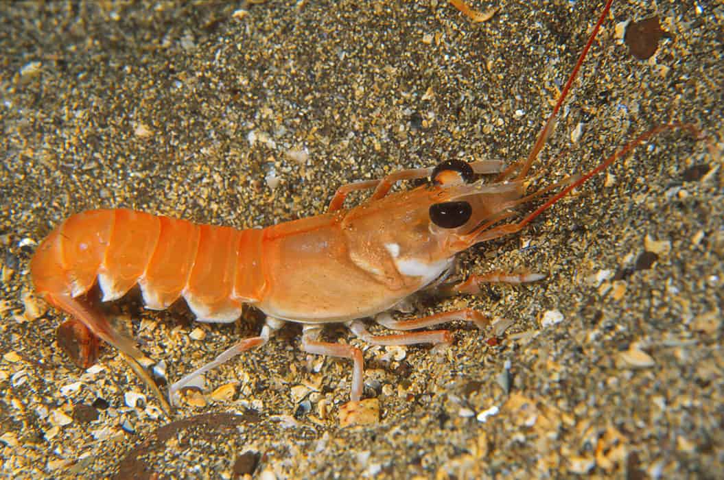 Lobsters, mud shrimps and anomuran crabs Field Studies Council