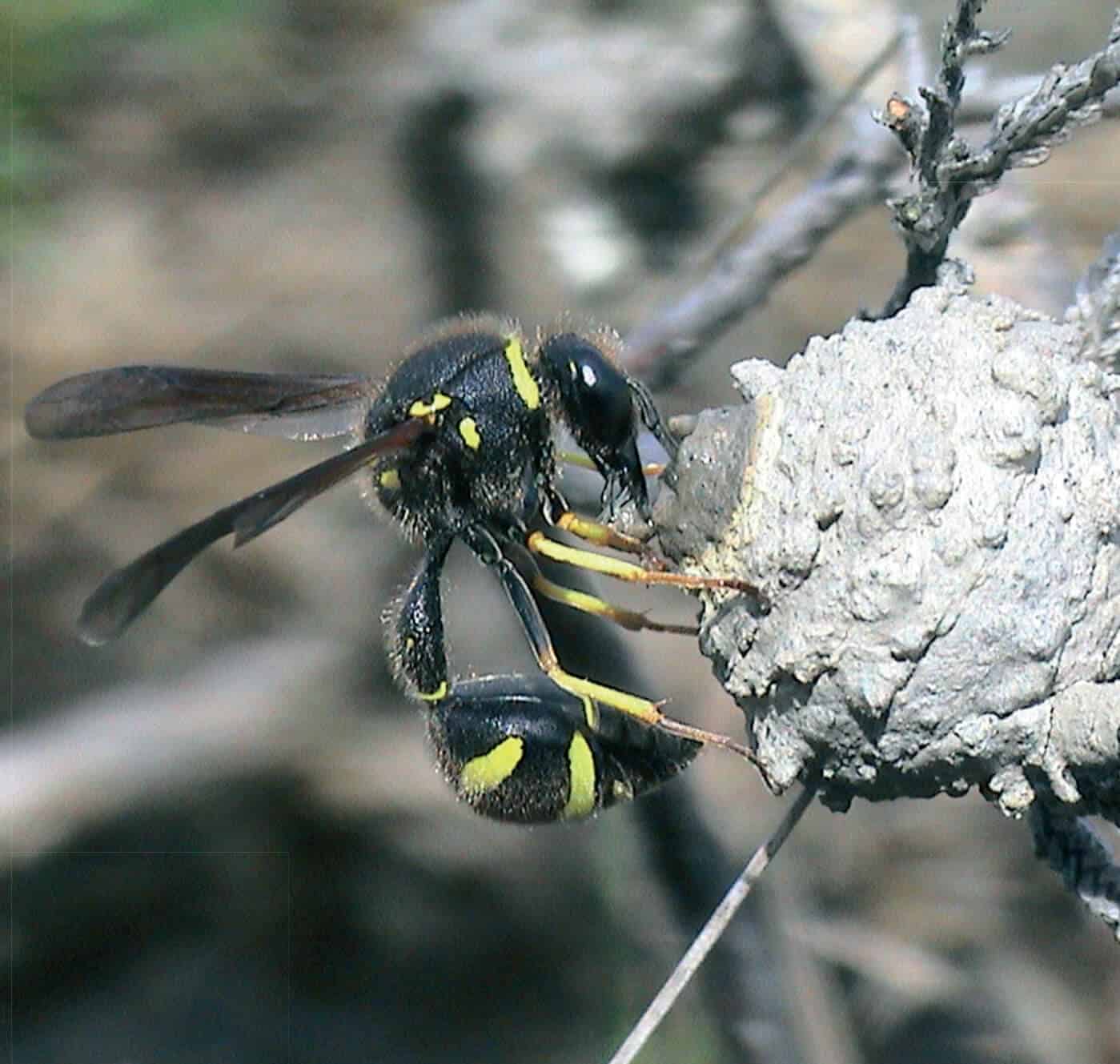Vespoid-wasps on a nest