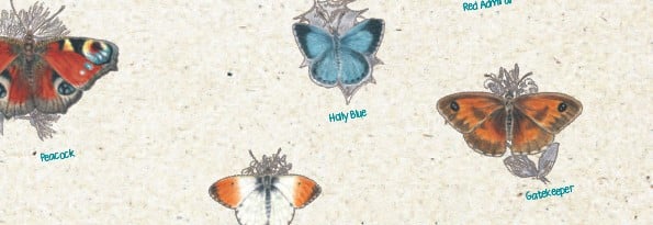 butterfly illustrations
