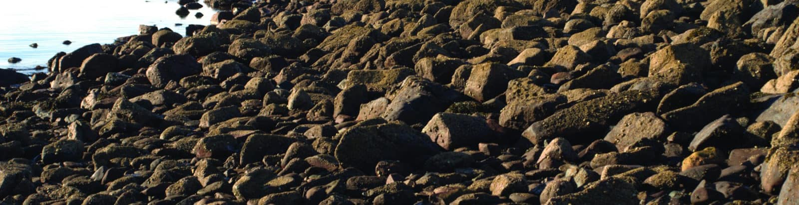 A2 biology coursework rocky shore 07 picture