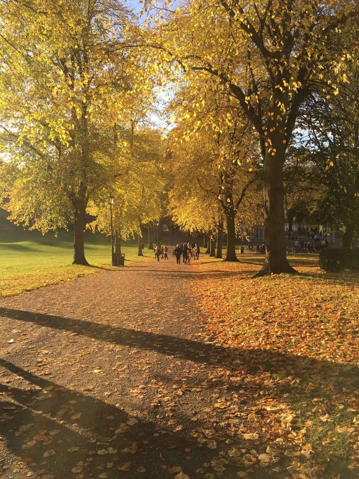 trees autumn colours