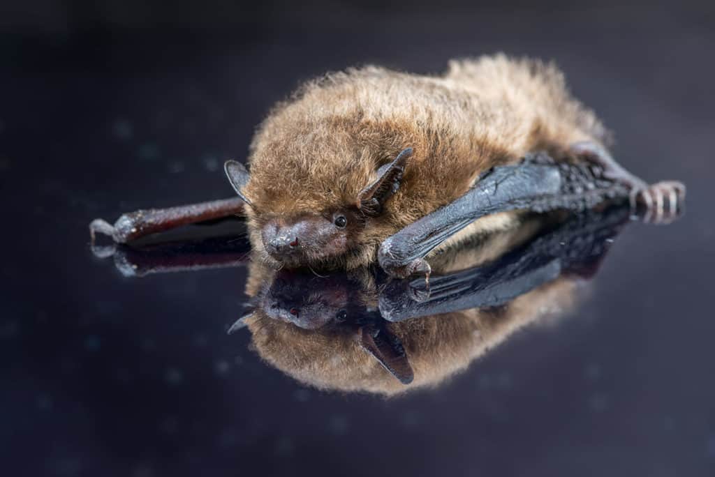 Close up of a bat