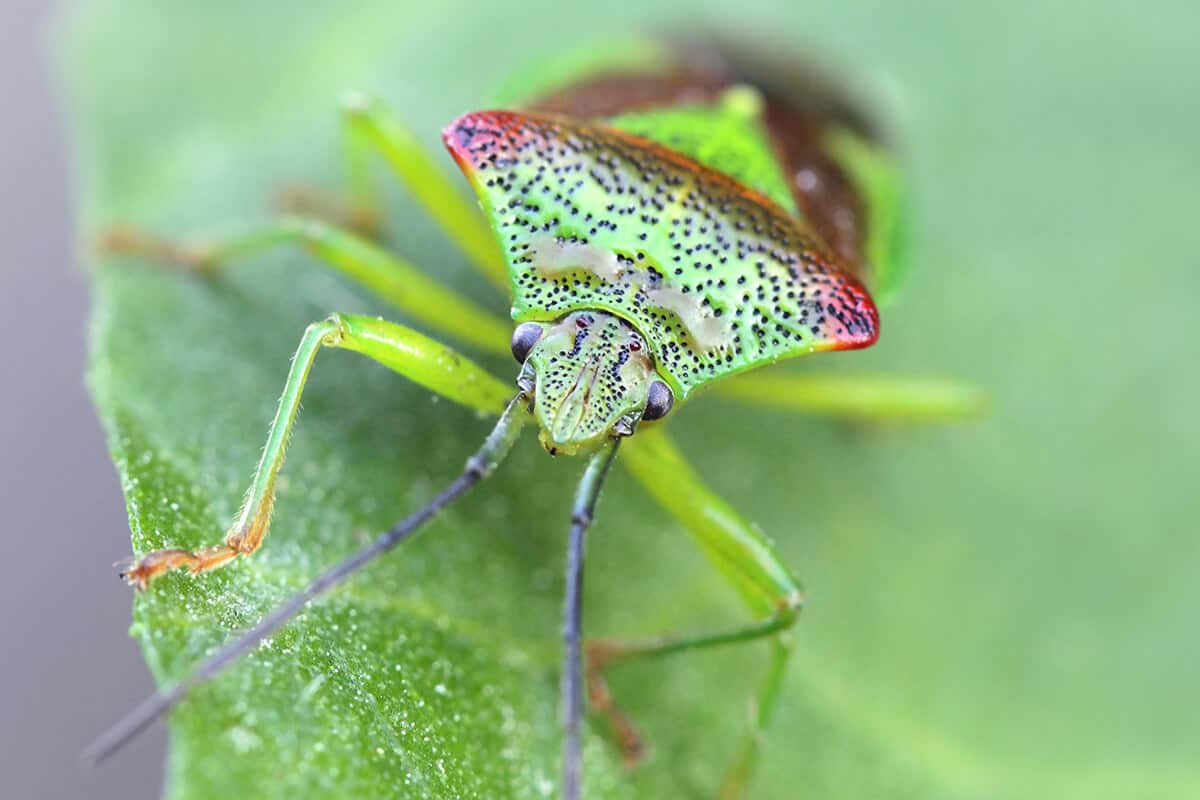 Bug on Bush