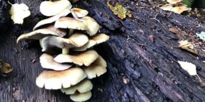 fungi on tree