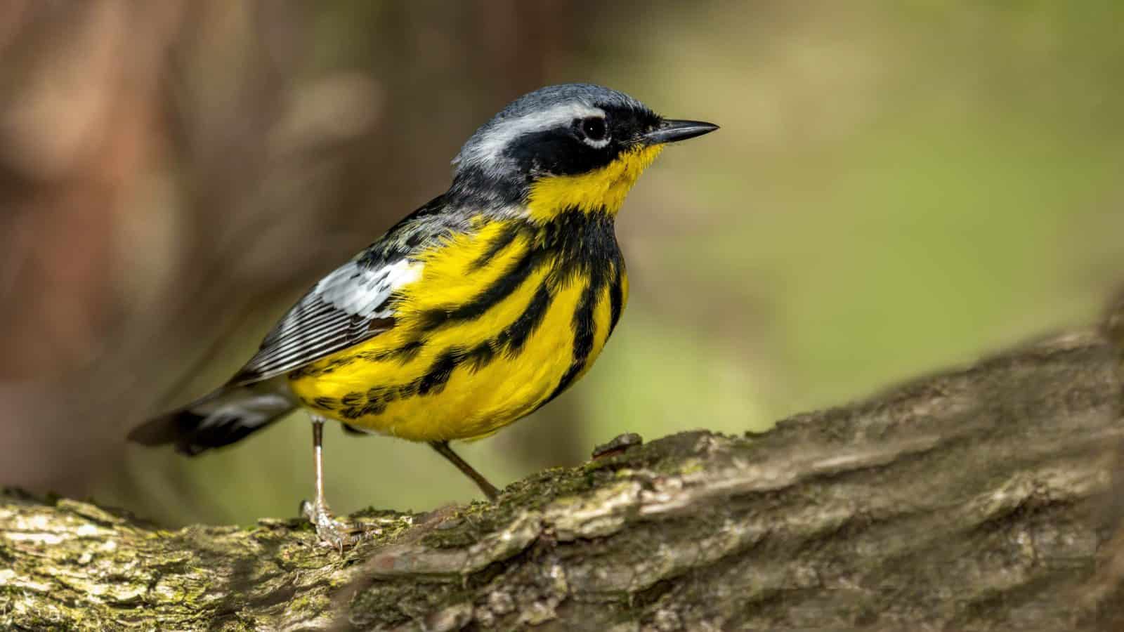 Bird on a branch