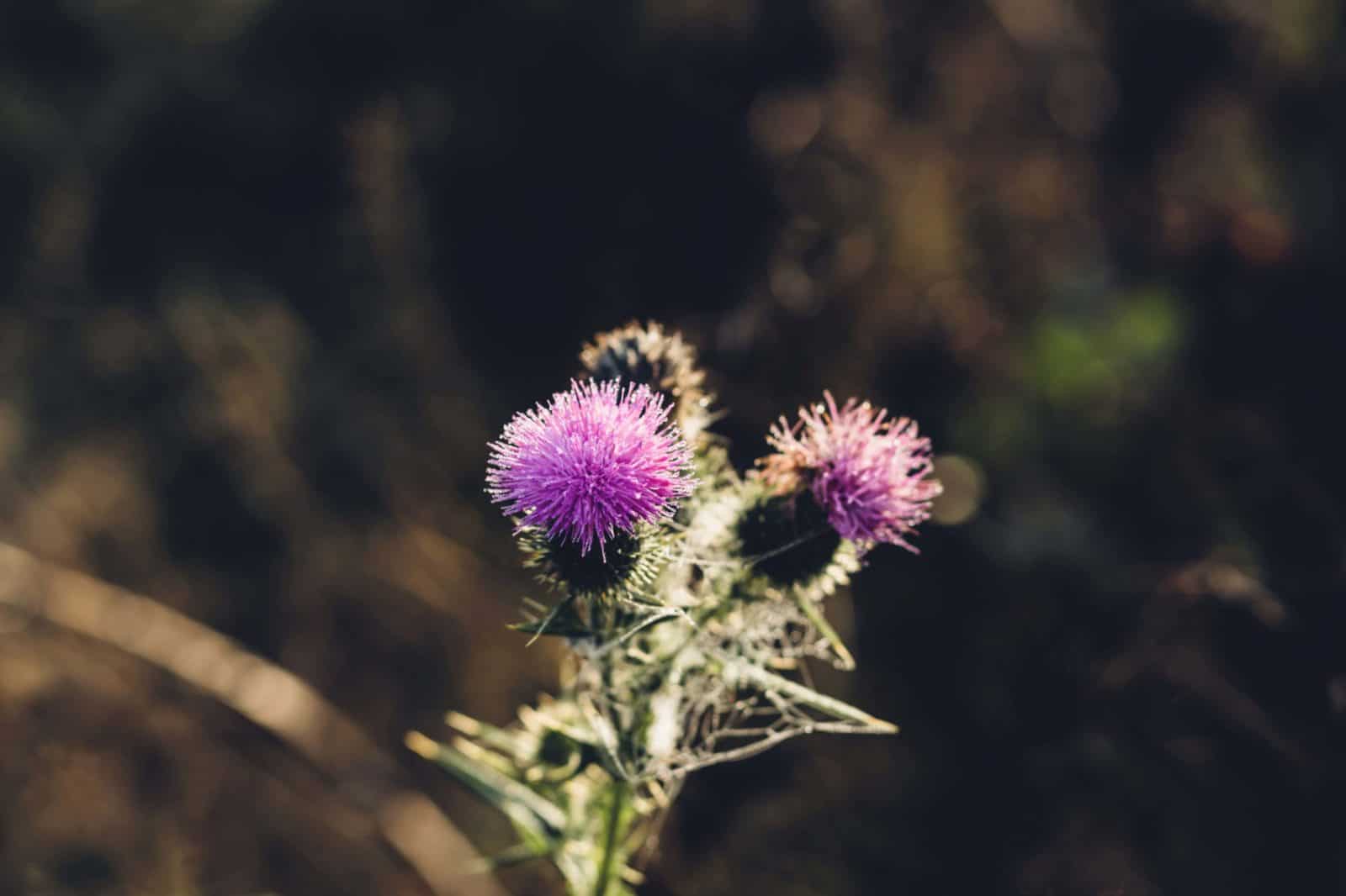 Purple thistle