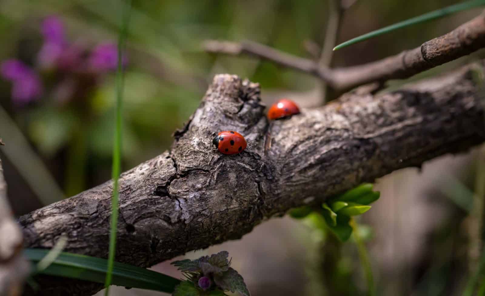 ladybirds