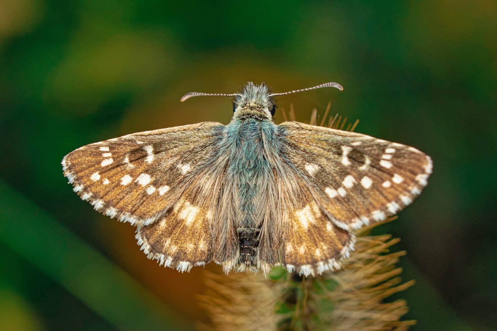 Up close moth