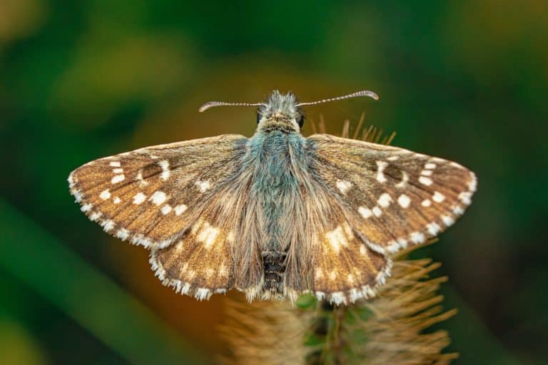 Up close moth