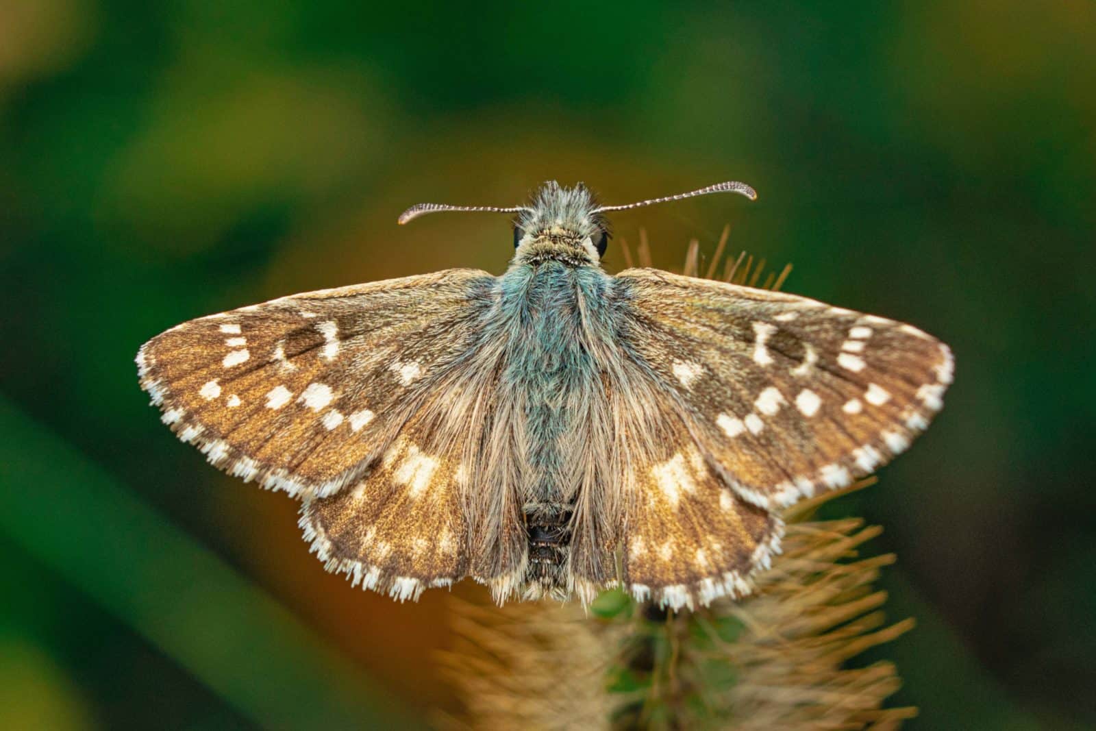 Upclose image of a moth