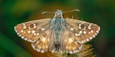 Upclose image of a moth