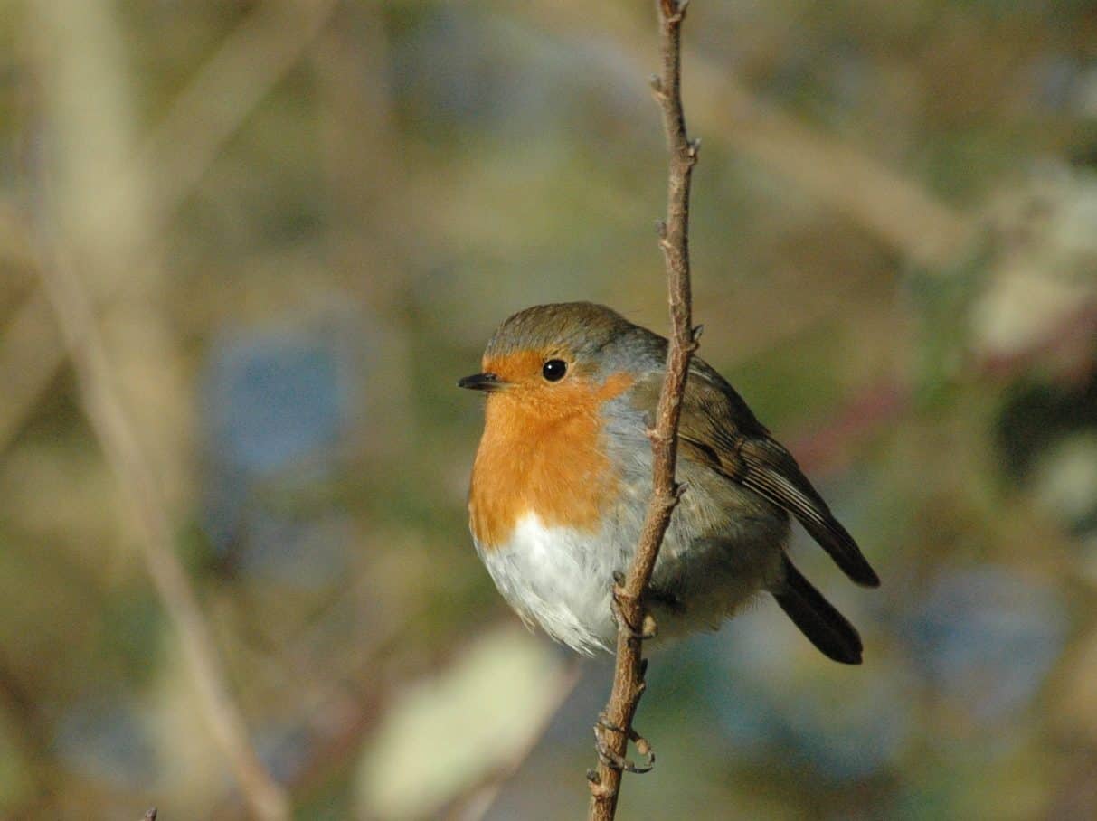 A robin on a twig