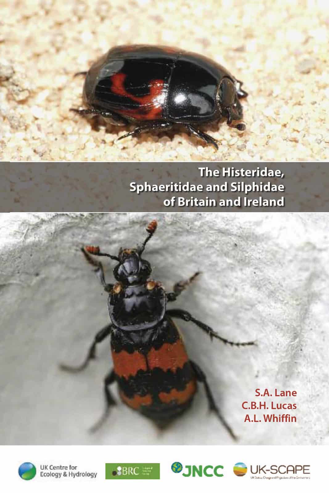 histeridae and silphidae