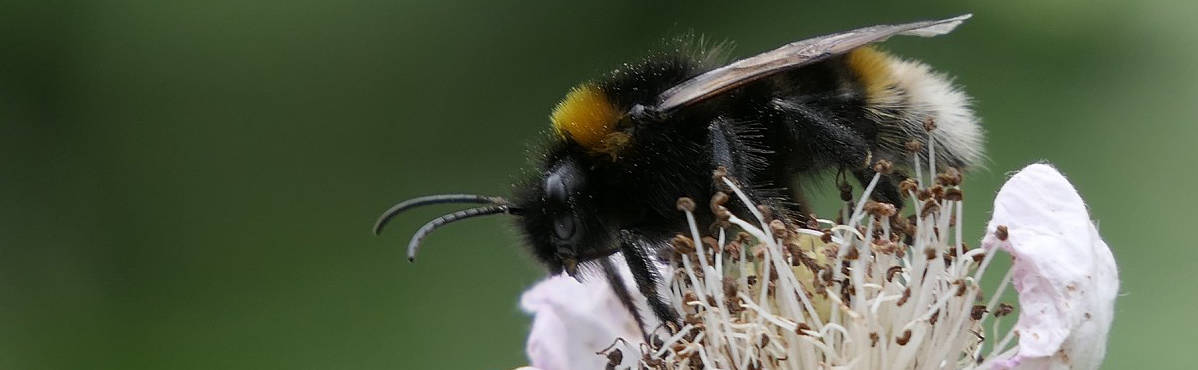 bee on flower