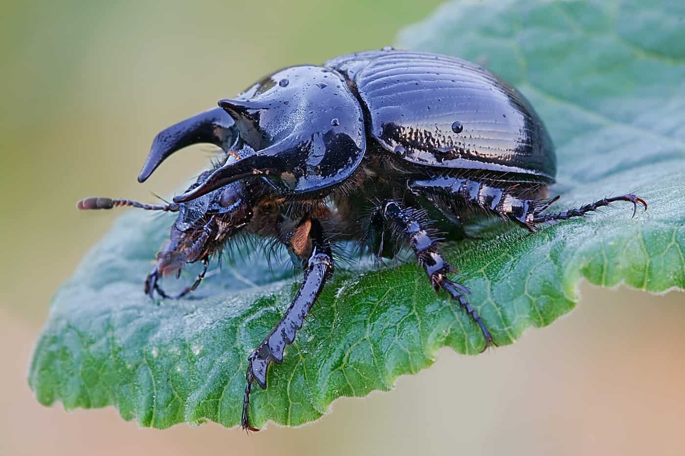 Minatour Dung Beetle on a leaf
