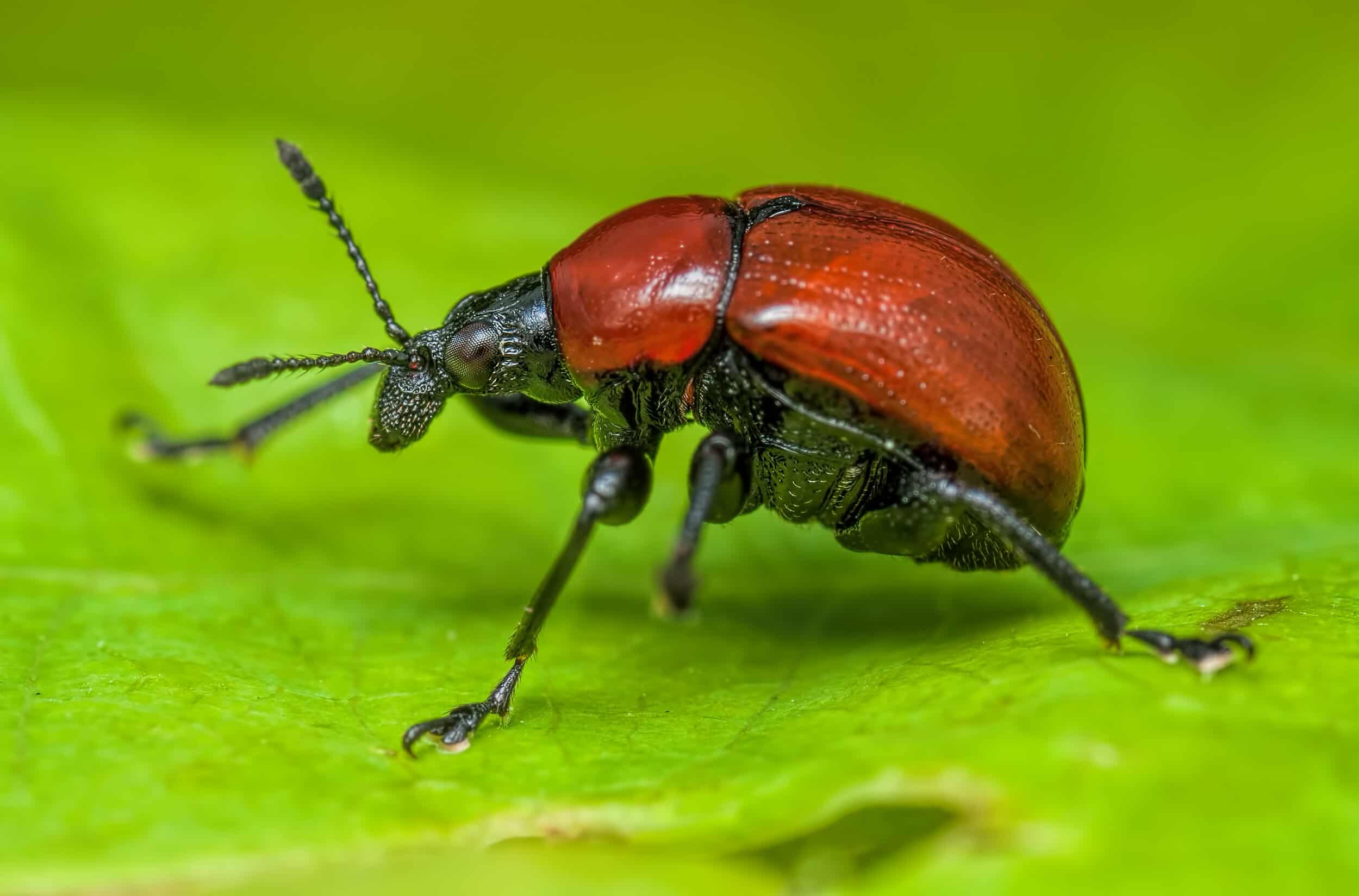 Red Beetle on a leaf